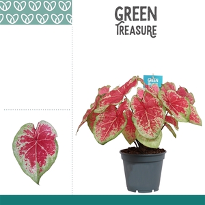 Caladium Bicolor
