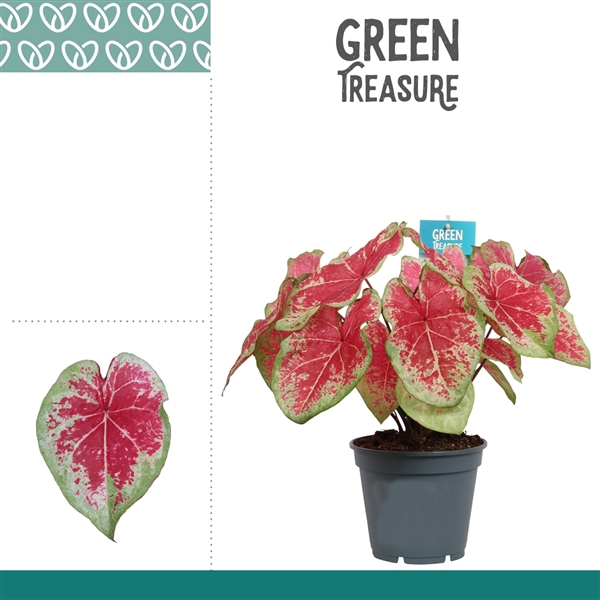 <h4>Caladium Bicolor</h4>