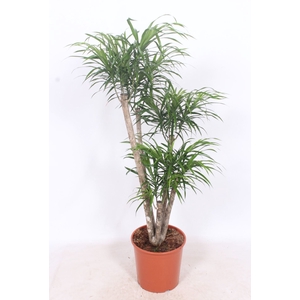 Dracaena Anita