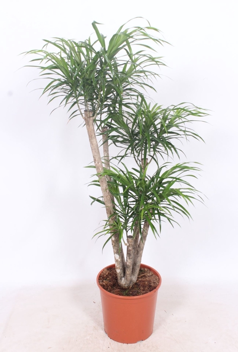 <h4>Dracaena Anita</h4>