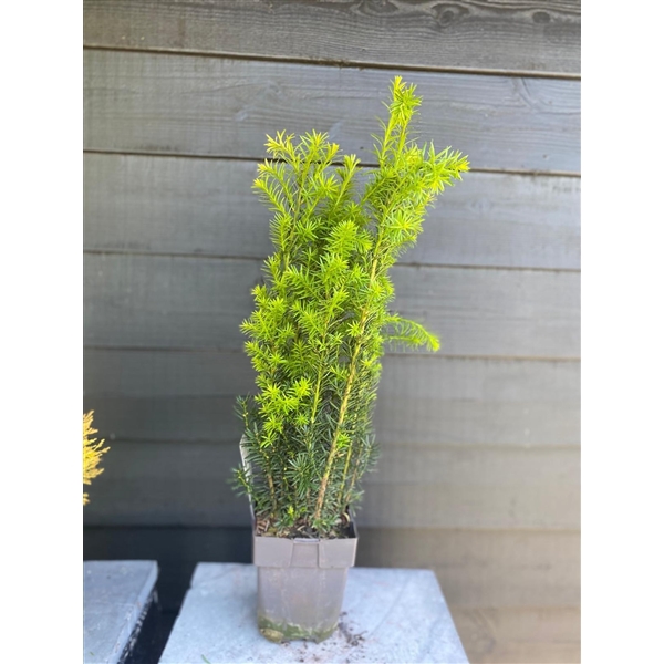 <h4>Taxus media 'Hicksii' P17</h4>