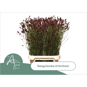 SANG OF ARNHEM