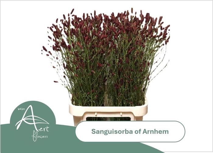 <h4>SANG OF ARNHEM</h4>