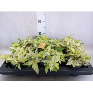 Pellionia repens