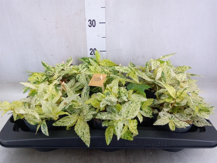 <h4>Pellionia repens</h4>