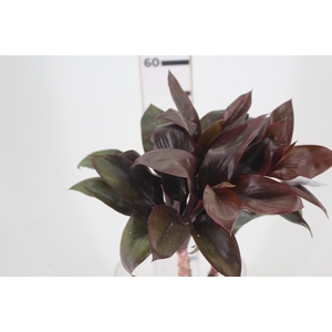 FOLHAGEM DRACENA BABY CHOCOLATE