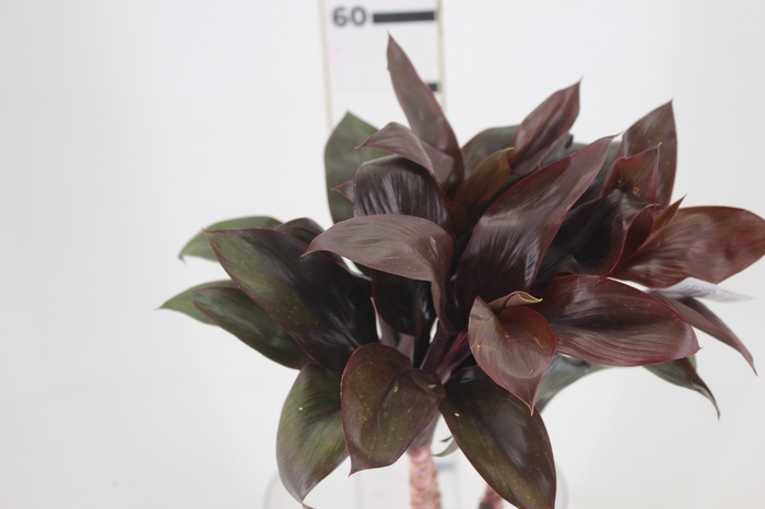 <h4>FOLHAGEM DRACENA BABY CHOCOLATE</h4>