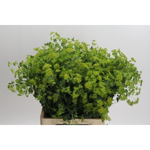 Bupleurum Griffithii