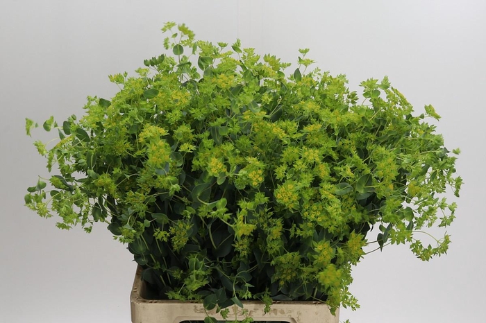 <h4>Bupleurum Griffithii</h4>