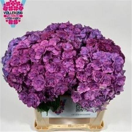 <h4>Hydr M Royal Anastasia Purple</h4>
