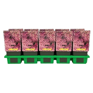 Achillea