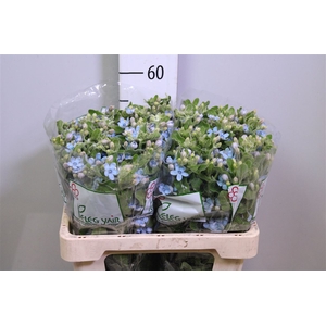 Oxy Co Tan Pure Blu