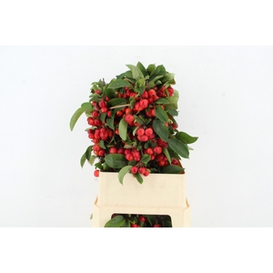 MALUS RED SENTINEL 090CM