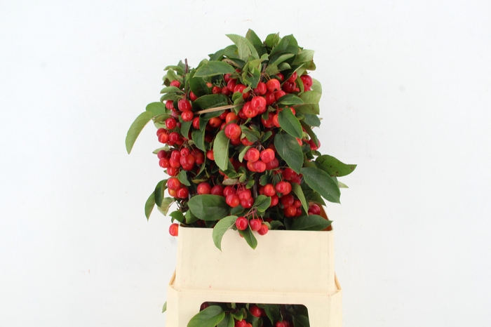 <h4>MALUS RED SENTINEL 090CM</h4>