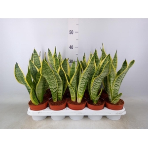 Sansevieria trifa. 'Futura Superba'