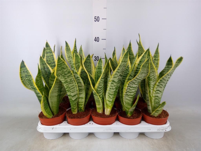 <h4>Sansevieria trifa. 'Futura Superba'</h4>
