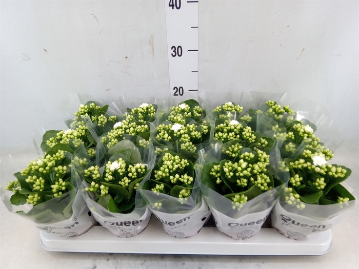 <h4>Kalanchoe blos. 'RosFlow Sia'</h4>