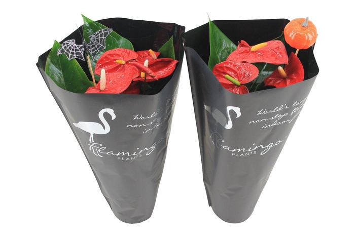 <h4>Anthurium XL.9 Jambo Red 14cm in zwarte sierhoes en halloween bijsteker</h4>