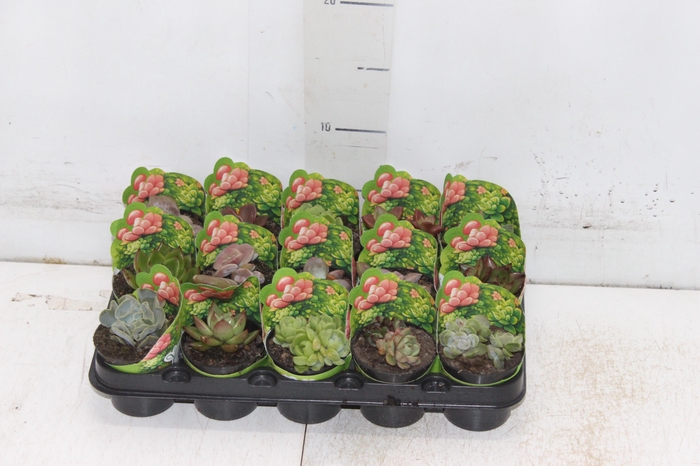 <h4>ECHEVERIA MINI P06</h4>