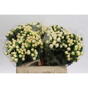 Hypericum Cool Romance