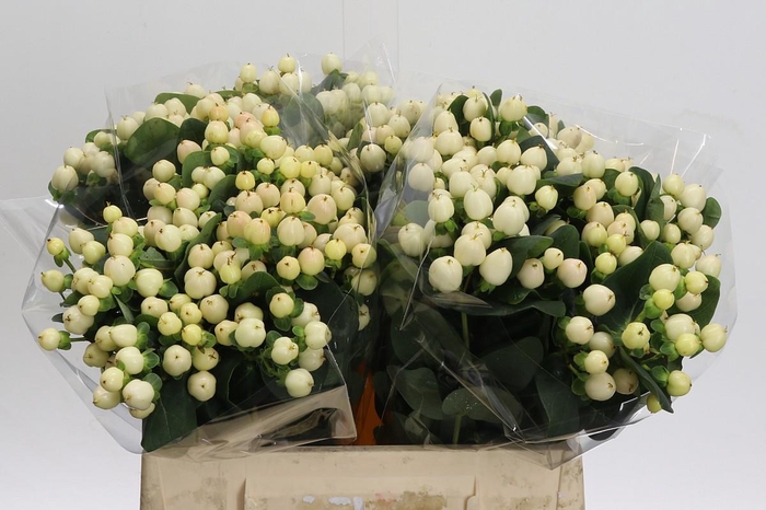 <h4>Hypericum Cool Romance</h4>