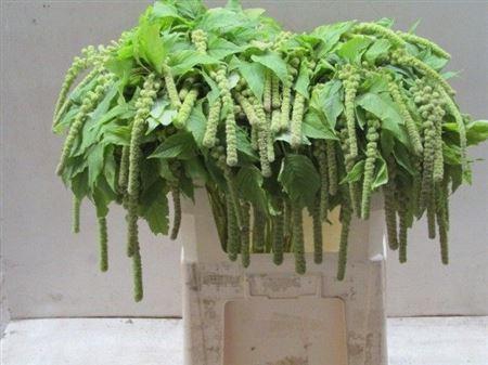 <h4>Amar Ca Cycloop</h4>