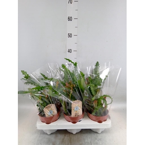 Epiphyllum anguliger