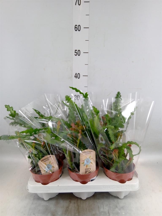 <h4>Epiphyllum anguliger</h4>