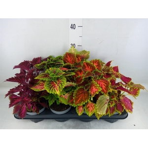 Plectranthus col.   ...mix