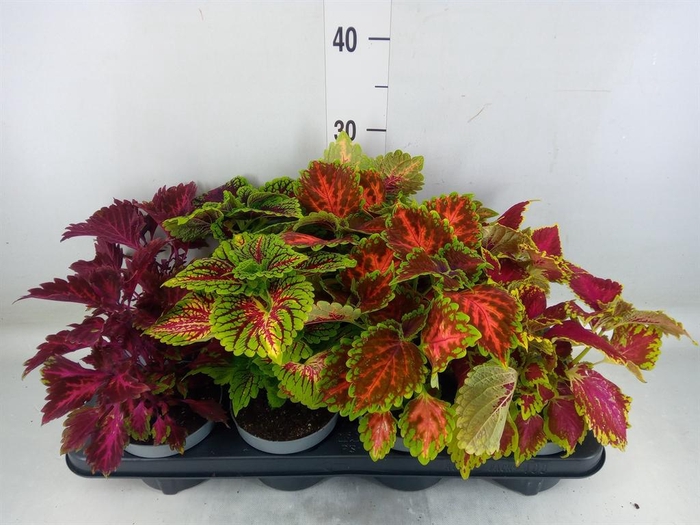 <h4>Plectranthus col.   ...mix</h4>