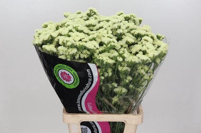 <h4>Lim Statice Yellow</h4>