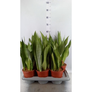 Sansevieria trifa. 'Moonshine'