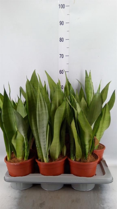 <h4>Sansevieria trifa. 'Moonshine'</h4>