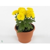 CHRY GARD YELLOW