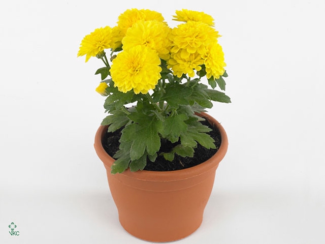 CHRY GARD YELLOW