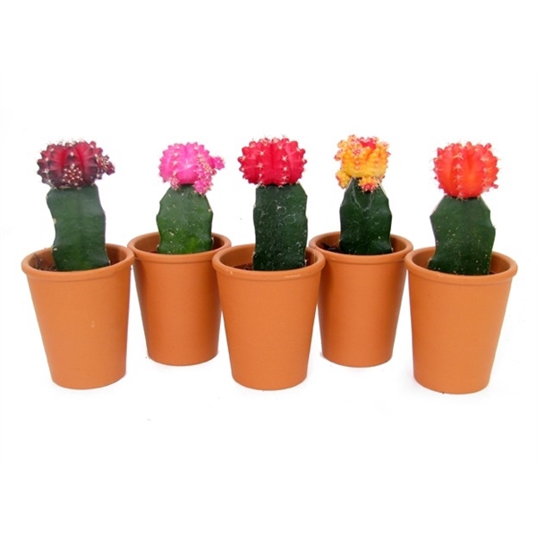 <h4>Cactus geent op rij 5,5 cm in roodsteen vaasje</h4>