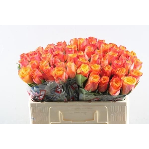 R Gr Confidential L 50