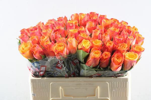 <h4>R Gr Confidential L 50</h4>