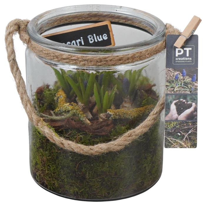 <h4>Arr. Muscari L%</h4>