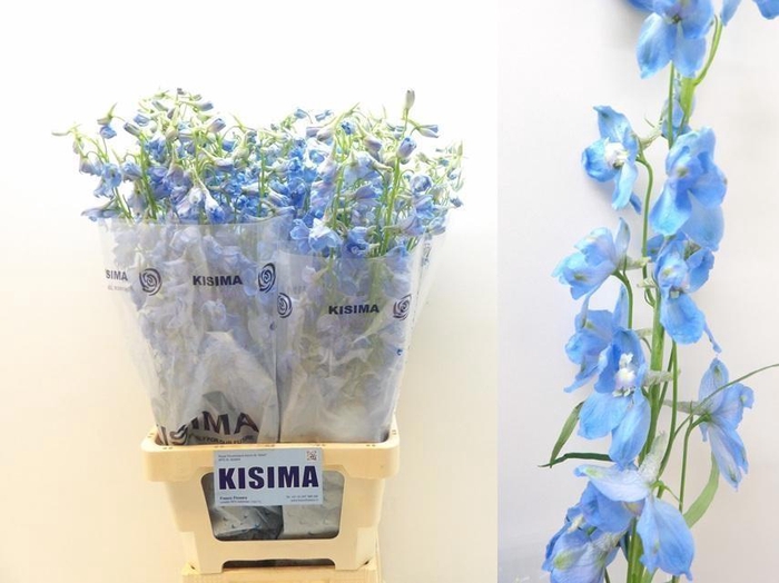 <h4>DELPH EN SKY WALTZ</h4>