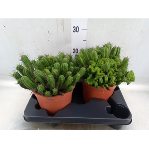 Euphorbia enopla