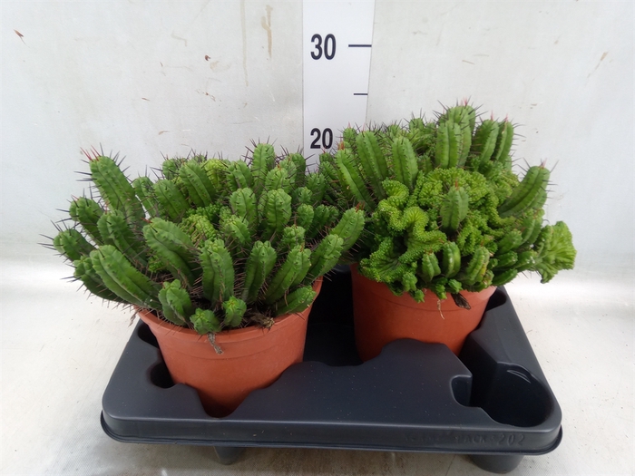 <h4>Euphorbia enopla</h4>