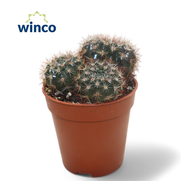 <h4>Notocactus Submammulosus</h4>