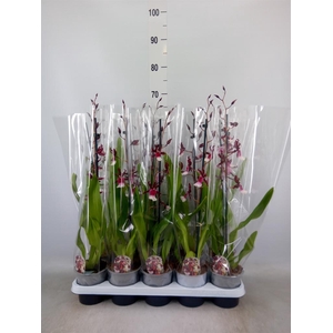 xMiltonidium  'Renaissance Grandeu'