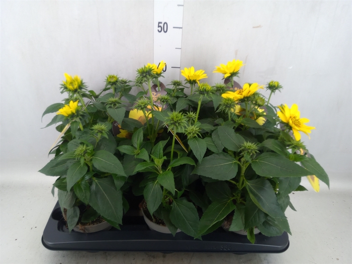 <h4>Helianthus decapetalus</h4>