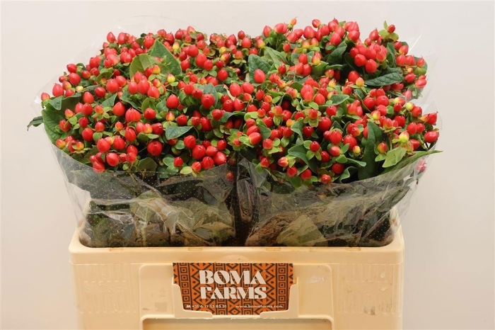 <h4>HYP MAG TRIUMPH</h4>