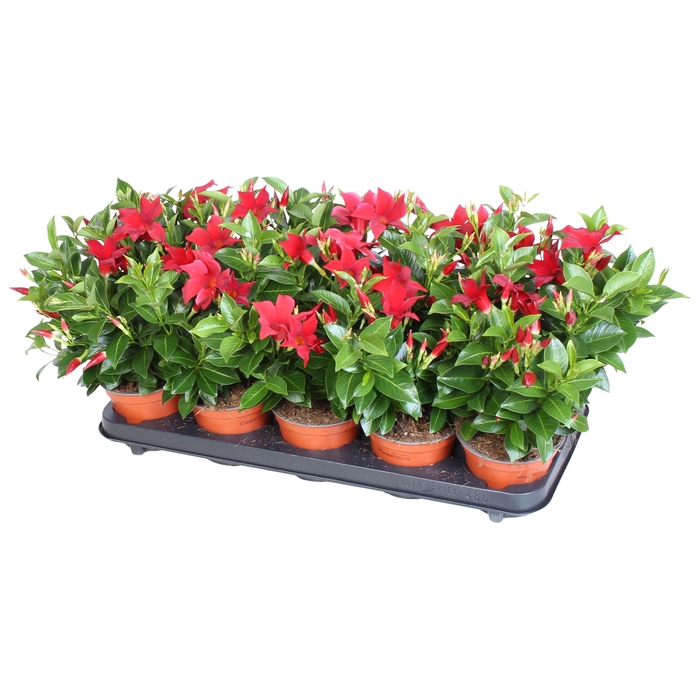 <h4>Mandevilla Rio, rood 3 stek per pot</h4>