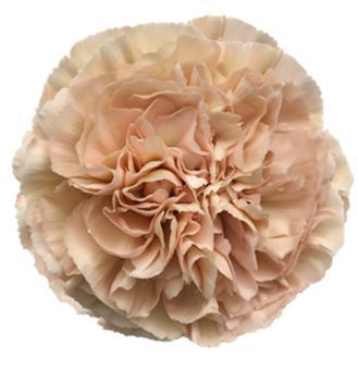 <h4>Di St Lege Marrone</h4>