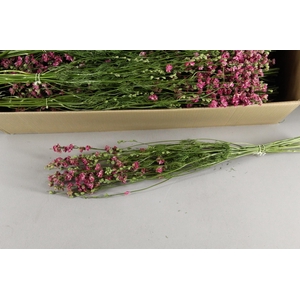 DF Delphinium Pink Bs