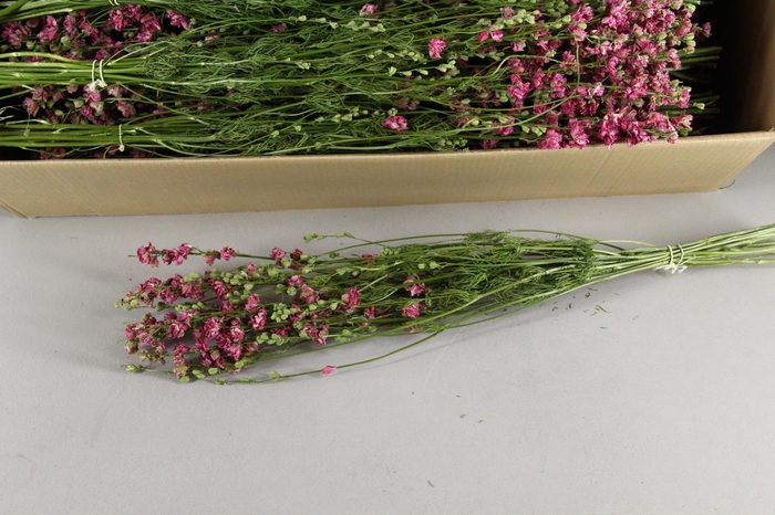 <h4>DF Delphinium Pink Bs 60g</h4>